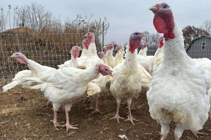 Stores keep prices down in a tough year for turkeys. Other Thanksgiving foods may cost more