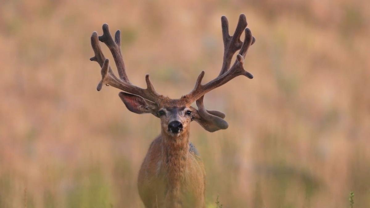 A Mule Deer-Palooza Is Coming To Casper And Douglas