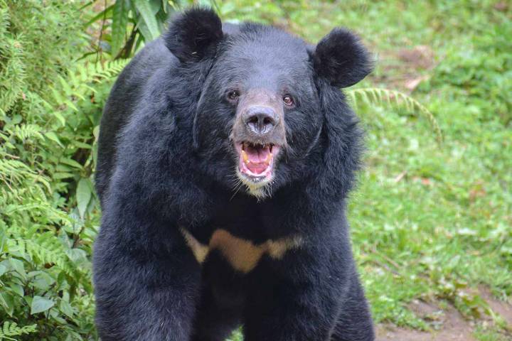 U.S. Warns Visitors to Japan to Avoid Bears After Country Reports 13 Deadly Attacks