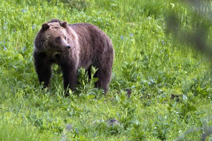 B.C. school thanks staff and pupils after grizzly attack, vowing support for victims
