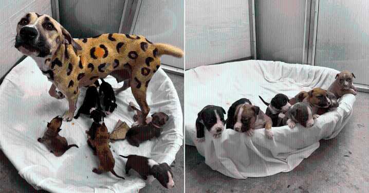 Rescuers Shocked After Discovering Neglected Dog Covered in Leopard Spots