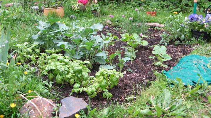 Local Garden Thief Claims She Was "Just Trying to Make Somma Borscht"