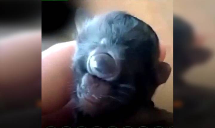 Asombra nacimiento de gatito «Cíclope» en Brasil