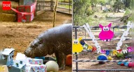 World’s oldest pygmy hippo turns 52 with fun-filled birthday and remarkable longevity