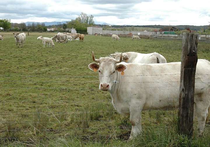 Pago de 21 millones a ganaderos salmantinos del anticipo de la PAC