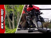 'Barking' Drones Take Flight as Japan Battles Increasing Bear Attacks