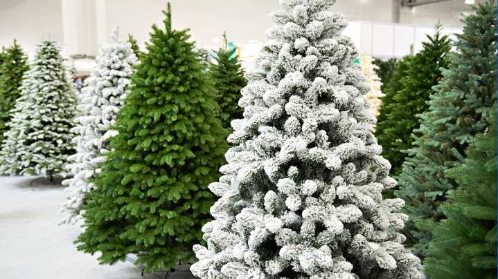 Real Christmas tree prices hold steady while artificial tree costs climb due to tariffs
