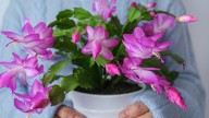 The Water Trick That Makes Propagating A Thanksgiving Cactus A Breeze