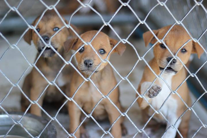 Two Indians Arrested In Kathmandu For Keeping 33 Puppies In Cramped Cage