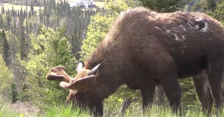 Alaska extends moose hunting season to help families impacted by storms