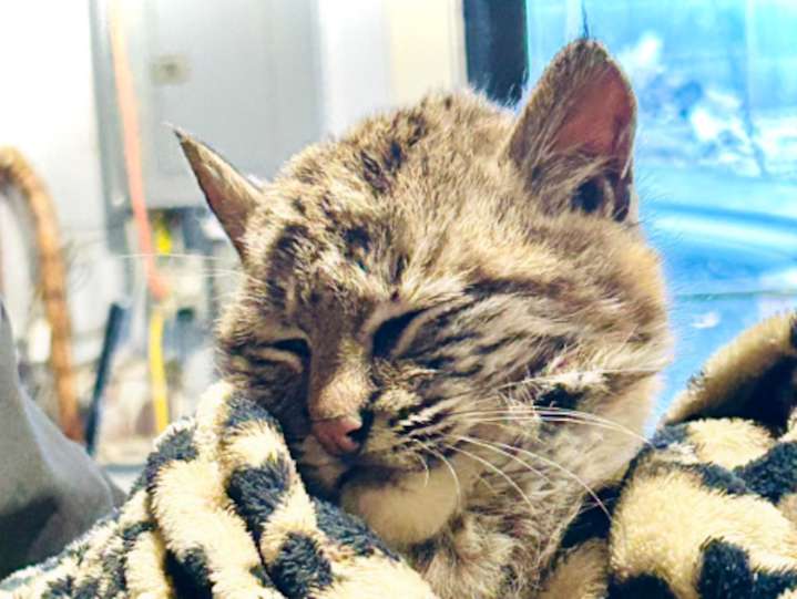 Injured bobcat kitten found on U.P. highway rescued by deputies