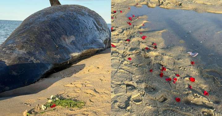 Nantucket announces plan for dead whale as visitors pay tribute to 52