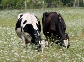 First suspected bluetongue outbreak in Northern Ireland under investigation
