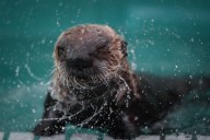 Toxic ‘forever chemicals’ detected in dead sea otters collected off B.C. coast