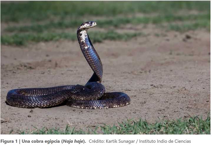 Crean antiveneno contra mordedura de las serpientes más letales de áfrica