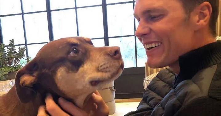 Brits are cloning their pets as many shell out £40k for copy of furry friend