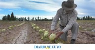 Altos costos y bajo consumo impactan en la producción de melones: las estrategias de Sarmiento para remontar la temporada