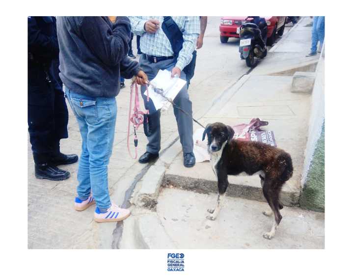 Rescatan a perrita víctima de maltrato en el fraccionamiento Montoya