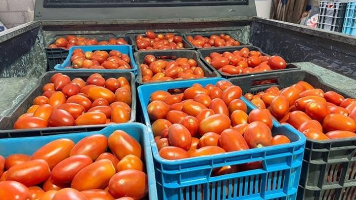 Trump da marcha atrás: elimina aranceles a los tomates