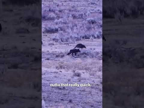Too Close for Comfort: Hiker Approaches Wolf Pack in Yellowstone #shorts
