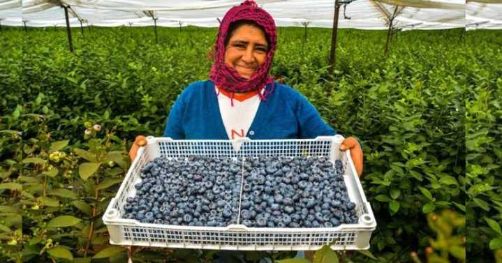 Pequeños agricultores peruanos buscan estrategias ante aranceles de EE.UU.