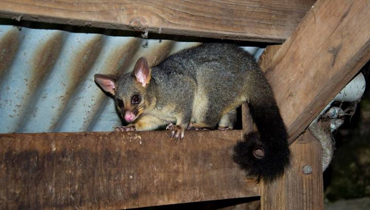 First-Of-Its-Kind Study Shows Urban Possums Are Contaminated With “Forever Chemicals”