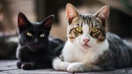Llevas toda la vida creyéndote estos 4 mitos sobre los gatos que la ciencia ya ha desmentido