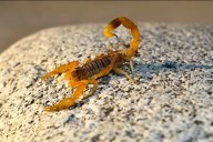 Un niño fue picado por un alacrán y está internado en grave estado