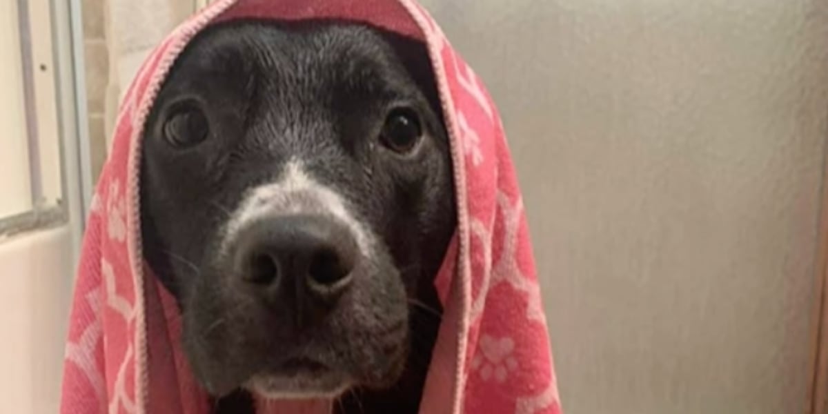 Leigh’s Lost and Found Digital Extra: Galena, Mo., woman searches for lost dog