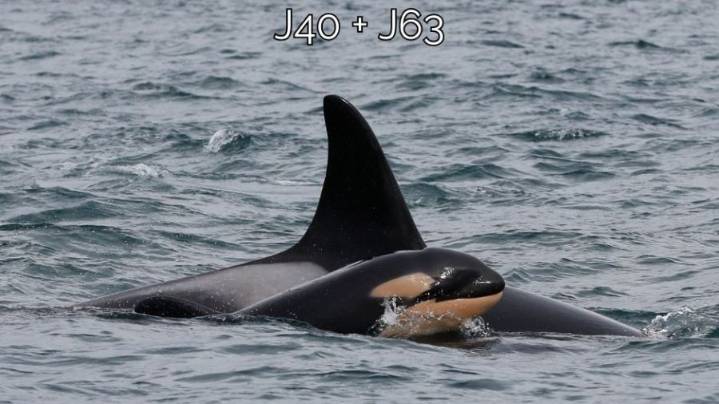 Whale watching experts conclude newest J Pod orca calf has died