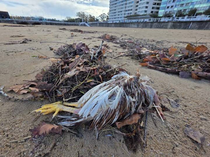 Macabro hallazgo de restos de un ritual esotérico en la playa de San Lorenzo, en Gijón