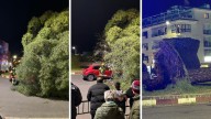 Cae un árbol de grandes dimensiones sobre un coche mientras circulaba por la rotonda de los Alamitos de Plasencia