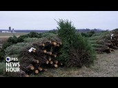 The long road from a Christmas tree farm to your home