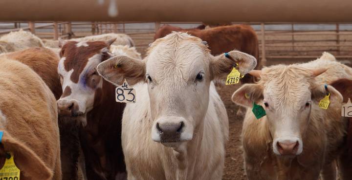 Crisis ganadera en México: sin fecha para reanudar exportaciones a EE.UU.