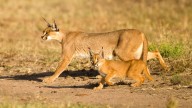 Caracal: A Jumper Extraordinaire With Satellite Dish Ears