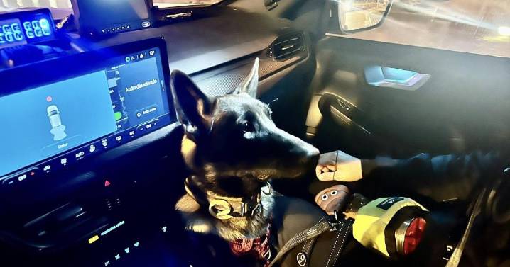 Patrulla Canina: La agente Ona, de la Policía Local de Alcúdia, detecta sustancias estupefacientes por primera vez