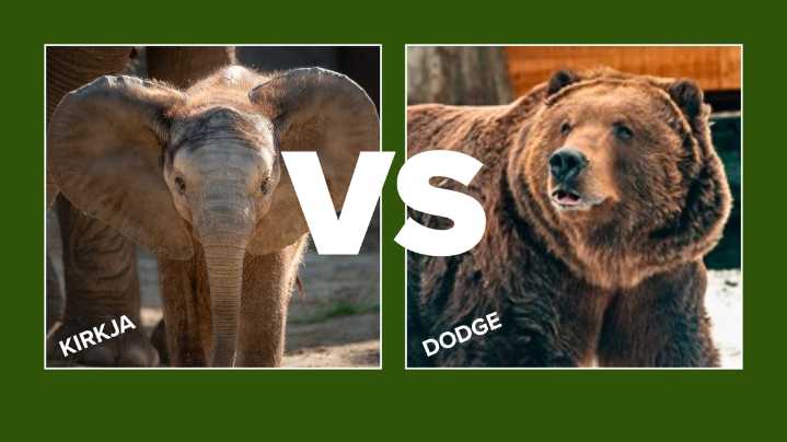 Toledo Zoo tracks bear bulking up against baby elephant