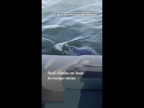 Seal climbs on boat to escape orcas