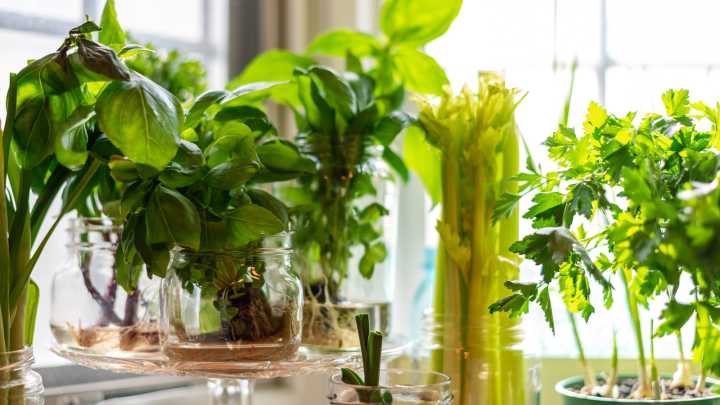 12 Herbs You Can Easily Propagate From Cuttings In The Winter