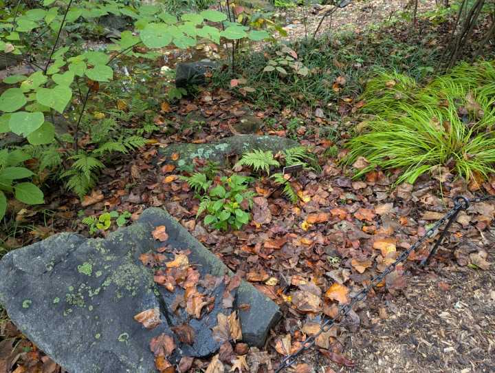 Garden Q&A: How do I ‘leave the leaves’?