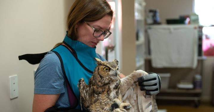 Owl partially covered in concrete is cleaned up and recovering after rescue in Utah