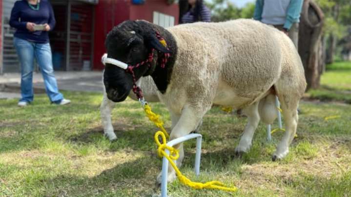 México logra su primer borrego clonado: la UAM lidera avances en biotecnología