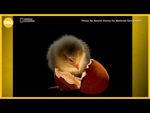 National Geographic unveils the best pictures of the year