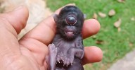 Rare ‘Cyclops Cat’ Born in Brazil. Scientists Explain How It Happened.