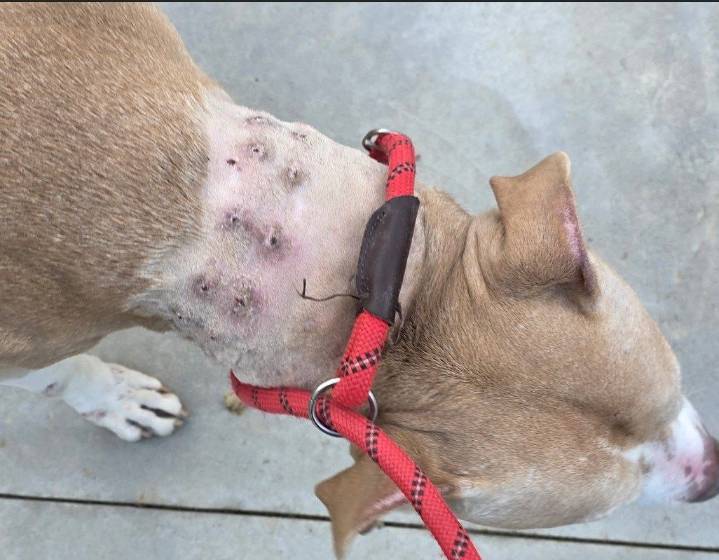 Warren man charged with animal cruelty following rescued dog’s death