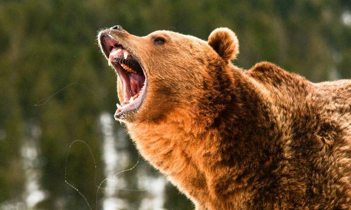 Teachers fight off grizzly bears during school field trip