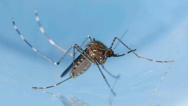 Identifican en Mallorca el primer caso de infección por virus Usutu