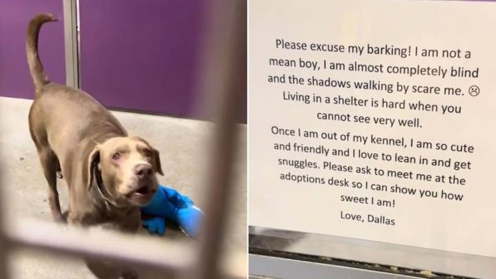 Heartbreaking Note Found On Dog’s Door During Woman's Shelter Visit In Missouri