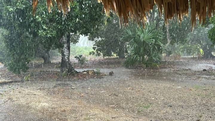 Lluvias benefician al campo en Lázaro Cárdenas, celebran productores locales