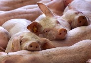 Más cerca del xenotrasplante: estudian la respuesta de un paciente que mantuvo trasplantado durante 61 días un riñón procedente de cerdo